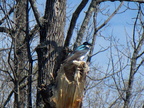 IMG 4539